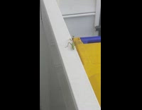 Praying Mantis moves to the beat of music on the fence