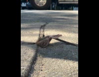 Rat stuck on hole trying to get underground 