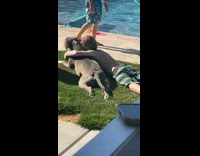 Collab Clips mpugc - Little boy puts arm over dog by pool
