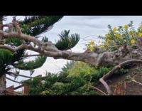 Cat on tree watching birds on branches