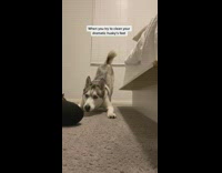 Woman trying to clean husky dog feet