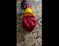 Dog wears new rainbow coat and doesnt move