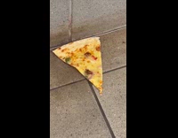 Cockroaches on cheese pizza 