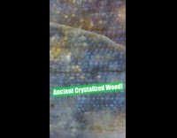 Ancient wood bubbles seen with a microscope