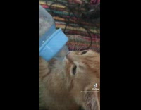 Orange baby kitten cat drinking from blue baby bottle water