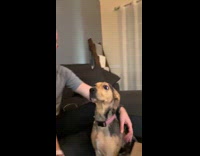 Dog avoids kiss from mom loves dad 