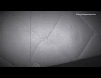 Kitten cat in hole under mattress bed