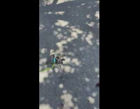 Woman walk pet tortoise on leash street part 2