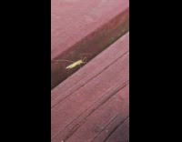 Thin bug finger poked by filmer flies away