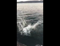 Boy in green blue white swimming trunks bely flops into a lake