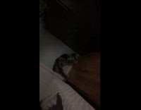 Puppy dog plays with door stopper spring