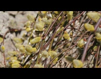 Bee army pollinate plant with yellow buds