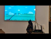 Cat Tries to Grab Gecko Inside Monitor