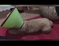 Collab VIBES - Brown dog lifts butt up and down 