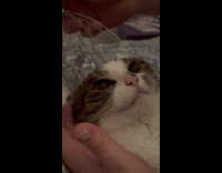 Woman use head massager to pet cat