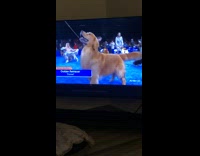 Lady compliments golden retriever dog on television 