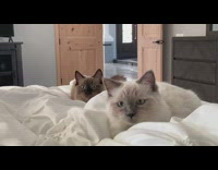 Two himalayan cat on bed  attack camera