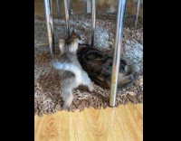 Cat on rug ignore kitten pounce attack