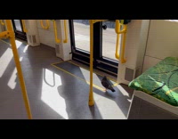 Pigeon bird ride and walk inside train