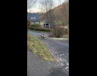 Two sheep hops together outside the house