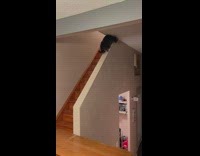 Cat fall down from ledge of stairs