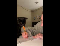 Cat bothering hooman while doing her assignment