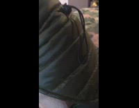 Pug dog green fur jacket black harness 