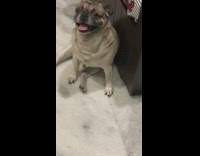 Pug dog sits white marble floor guy