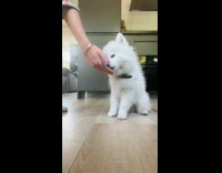 Collab KaleSaladIG - Dog Notices Camera while being Food Trained