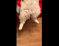 Cat lay on bed legs hang down 