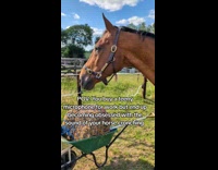 Collab AnimalIG - Microphone near mouth of horse chew sounds