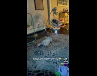 Baby on floor shaking leg to music light stick