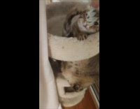 Girl play with cat use spring hair tie