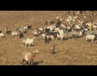 Goats stand on brown dead grass hill 