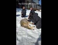 Collab BitchIG - Woman petting a wolf 