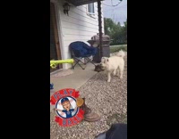 Guy shoots ball out of green gun and plays fetch with white dog