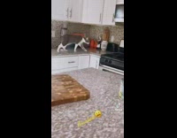 Cat walks on kitchen counter 