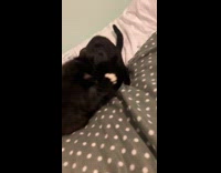 Two black cats fights on the bed