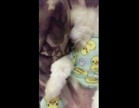 dog sleeping with pajamas on 