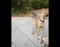 Brown dog jumps over small fence like a show pony 