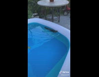 Collab BitchMP - Guy rescues squirrel from blue inflatable pool swimming