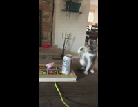 Kitten keeps pushing root beer can toward it 