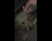 Puppy golden retriever plays with green toy under bed