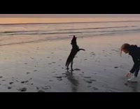 Dog run jump catch beach sand sunset