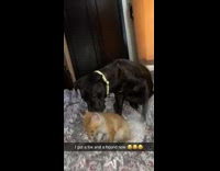 Black dog plays with baby fox 