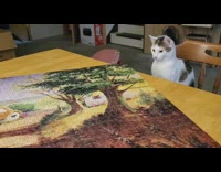 Cat ruins jigsaw puzzle scares itself fail 
