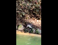 Penguin walk beside rocks then fall in water