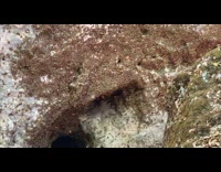 Swarm of Butterflies Flutter Around Vine Tunnel