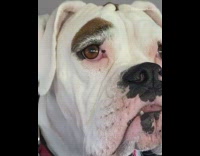 Dog whines at no dogs allowed sign 