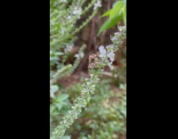 Moth caterpillar on stem eat some flower